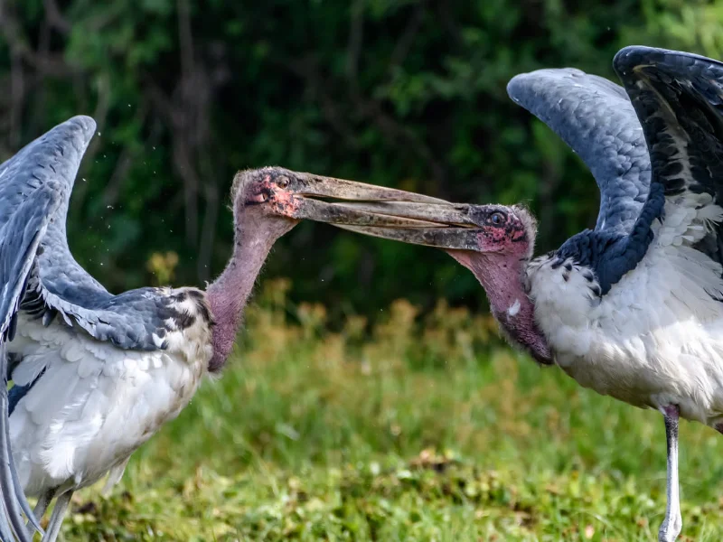 10 days/ 9 nights: Uganda Special Birding Tour.