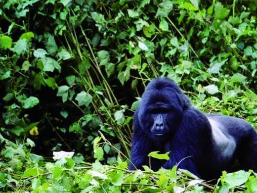 3 Days Bwindi Gorilla Tracking Safari