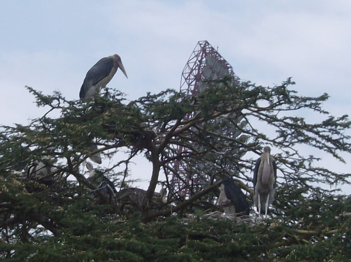 The Classical Kenya Birding Tour – 22 Days / 21 Nights