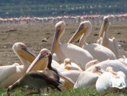16 Days & 15 Nights, Rwanda Birding & Wildlife Tour – Albertine Rift Endemics & Big Game Adventure