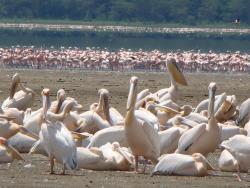 6 Days & 5 Nights – Birdwatching Safari in Rwanda