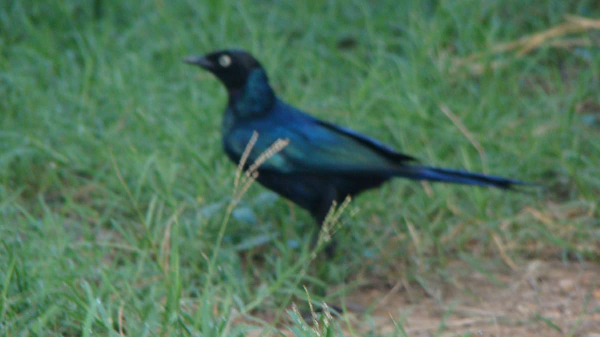 5 Days -4 Days, Rift Valley Birding Tour