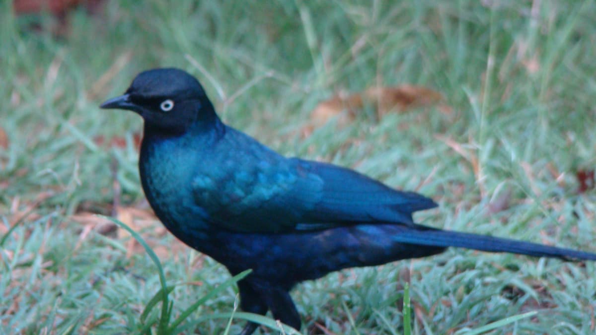 1 Day – City Birding Tour in Kigali