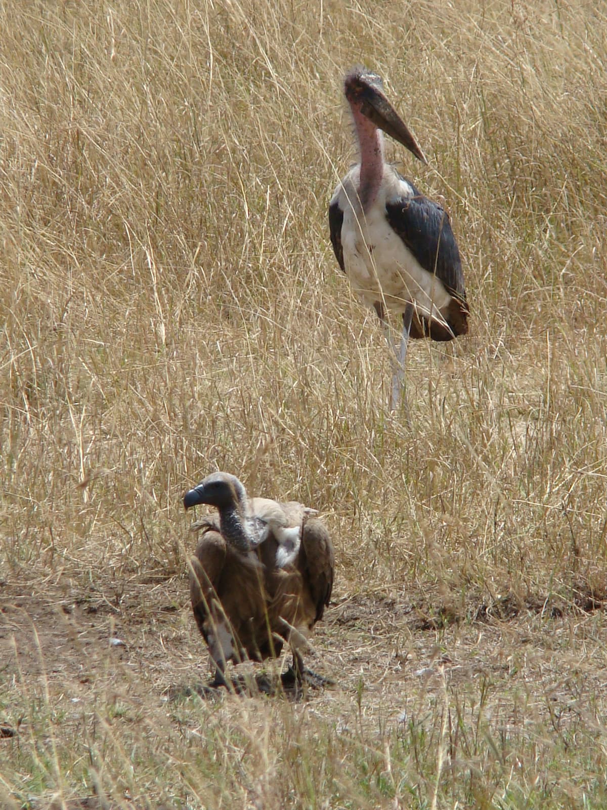 1 Day – Birding in the Albertine Eco-Region (Rwanda)