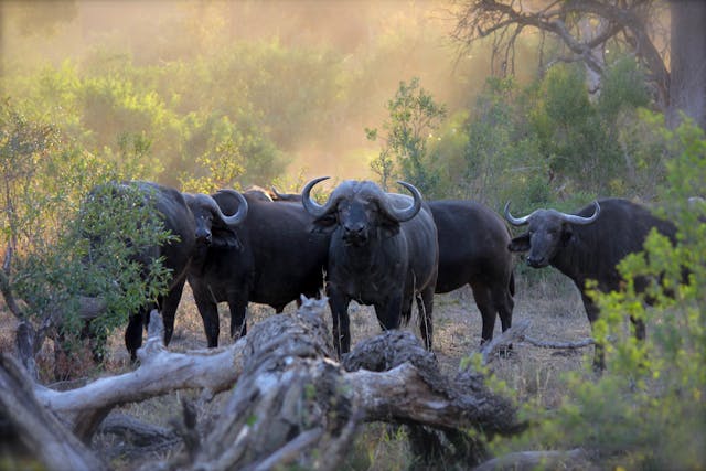 10 Days Kenya Big Five Luxury & Cultural Safari