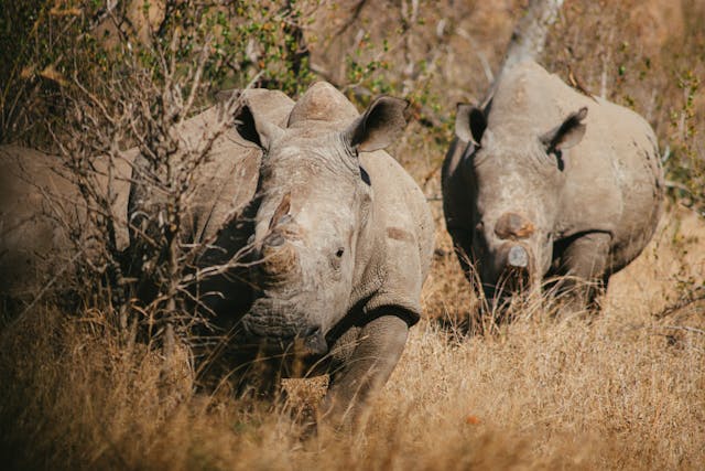 Best of Kenya’s Wildlife Viewing and Camping Safari - 10 Days / 9 Nights