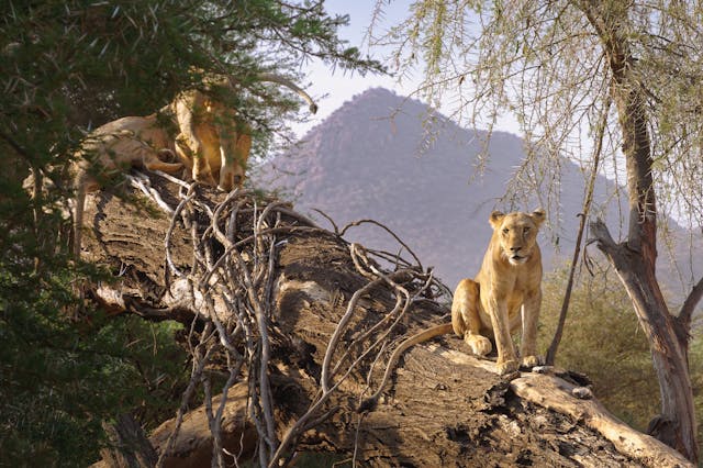 Best of Kenya’s Budget Family Camping and Beach Holiday Safari – 10 days/9 nights