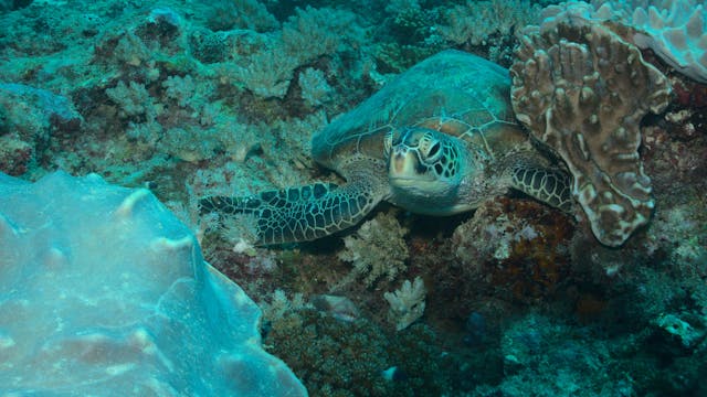 Best of Kenya's Wildlife Viewing and Beach Holiday - 4 days / 3 nights